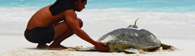 turtlebanner-copyright aleenta