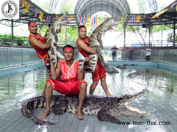 crocodile